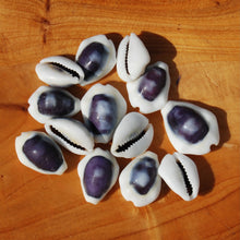 Load image into Gallery viewer, Purple Top Money Cowrie Shells, Cypraea Moneta Cowry Shells
