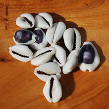 Load image into Gallery viewer, Purple Top Money Cowrie Shells, Cypraea Moneta Cowry Shells
