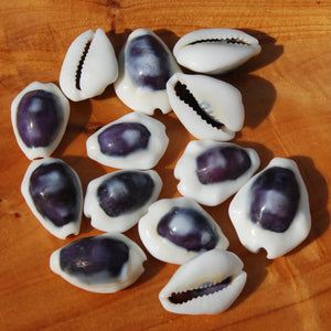 Purple Top Money Cowrie Shells, Cypraea Moneta Cowry Shells