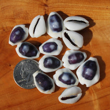 Load image into Gallery viewer, Purple Top Money Cowrie Shells, Cypraea Moneta Cowry Shells
