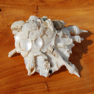 Carrier Shell Xenophoridae Seashell 