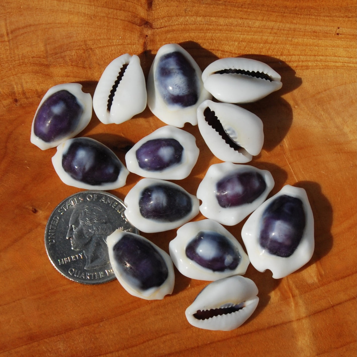 Purple Top Money Cowrie Shells, Cypraea Moneta Cowry Shells