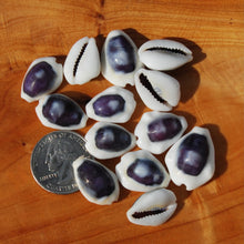 Load image into Gallery viewer, Purple Top Money Cowrie Shells, Cypraea Moneta Cowry Shells
