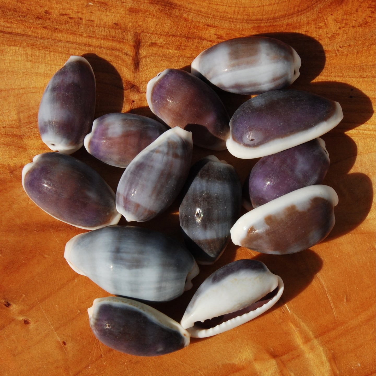 Purple Top Cowrie Shells, Cypraea erones Cowry Shells