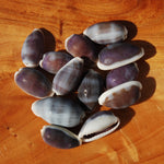 Purple Top Cowrie Shells, Cypraea erones Cowry Shells