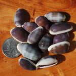 Purple Top Cowrie Shells, Cypraea erones Cowry Shells