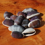 Purple Top Cowrie Shells, Cypraea erones Cowry Shells