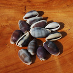 Purple Top Cowrie Shells, Cypraea erones Cowry Shells