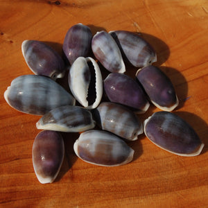 Purple Top Cowrie Shells, Cypraea erones Cowry Shells