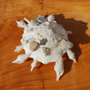 Carrier Shell Xenophoridae Seashell 