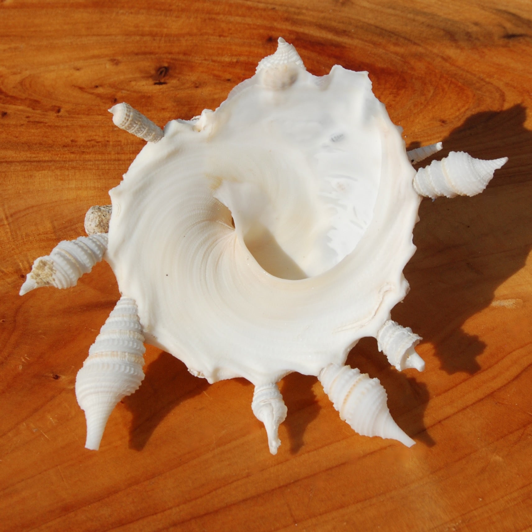 Carrier Shell Xenophoridae Seashell – Rare Sea Shell Collectible