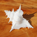 Murex Alabaster Seashell