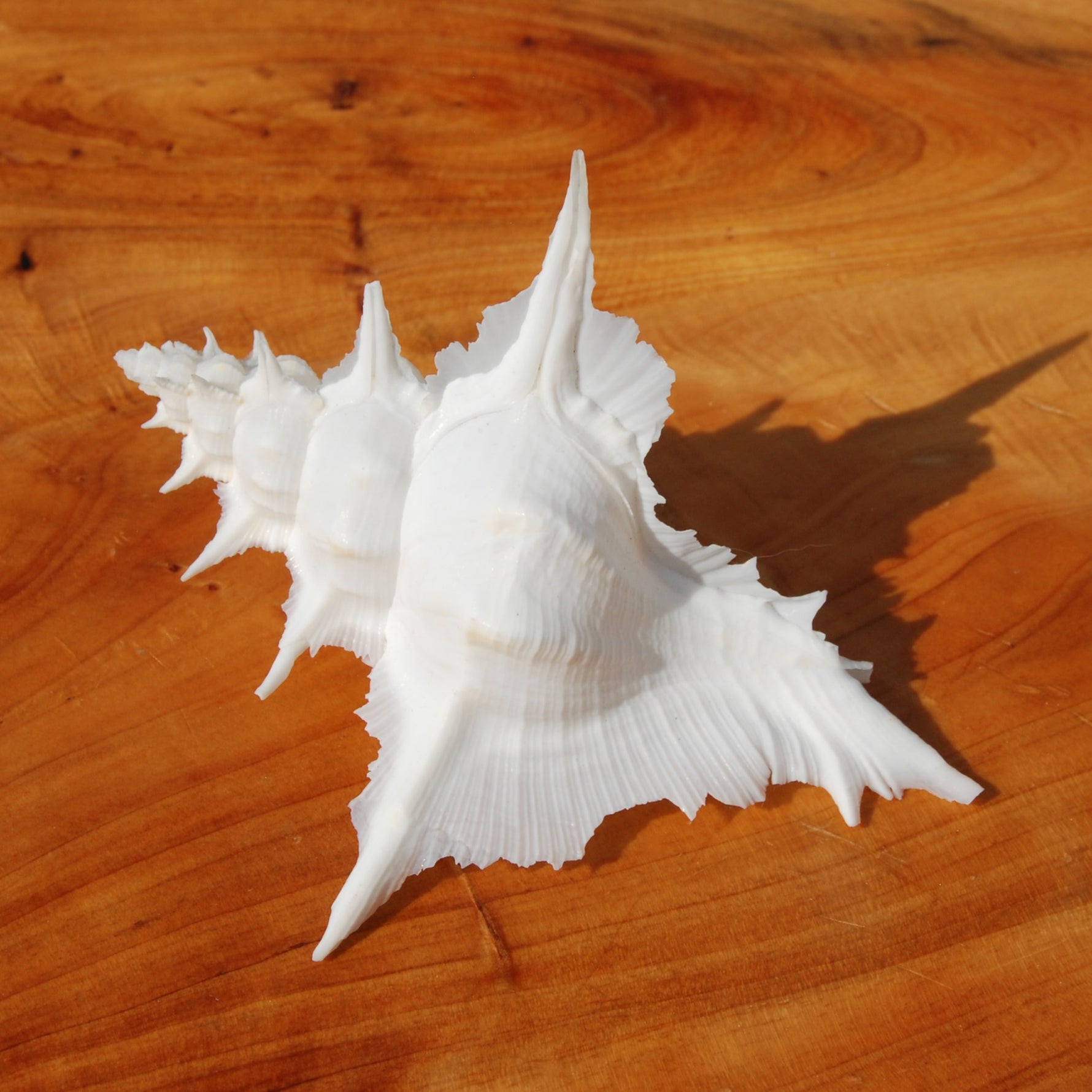 Murex Alabaster Seashell