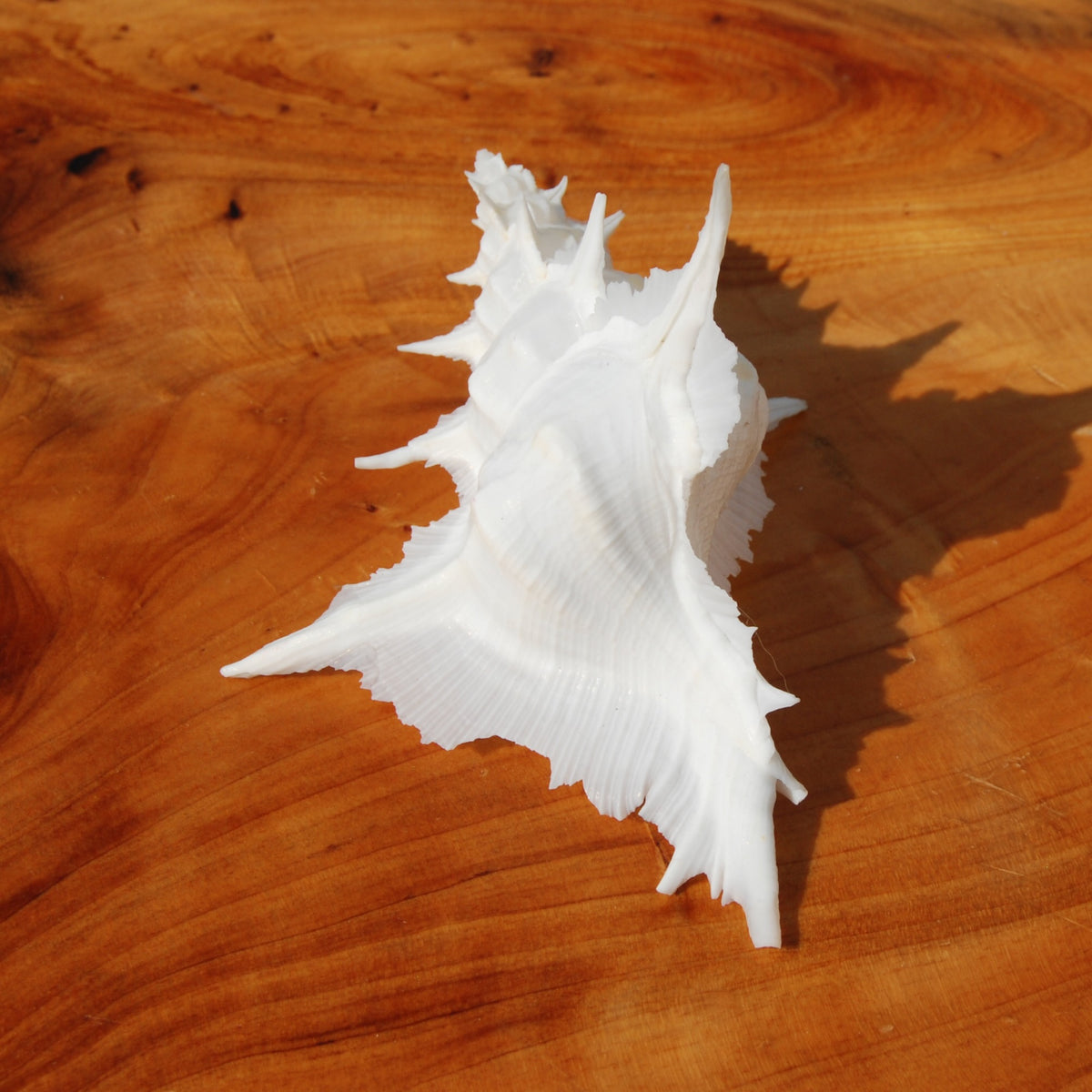 Murex Alabaster Seashell
