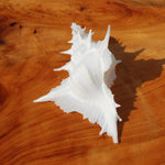 Murex Alabaster Seashell