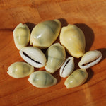 Money Cowrie Shells, 1 Ounce Cypraea Moneta Cowry Shells
