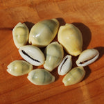 Money Cowrie Shells, 1 Ounce Cypraea Moneta Cowry Shells