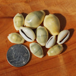 Money Cowrie Shells, 1 Ounce Cypraea Moneta Cowry Shells