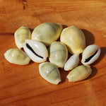Money Cowrie Shells, 1 Ounce Cypraea Moneta Cowry Shells