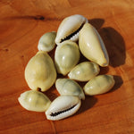 Money Cowrie Shells, 1 Ounce Cypraea Moneta Cowry Shells