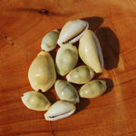 Money Cowrie Shells, 1 Ounce Cypraea Moneta Cowry Shells