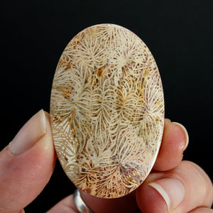 Fossilized Coral Cabochon, Intricate Fossil Oval Cab