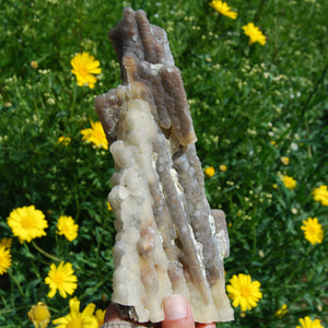 Fossil Bamboo, Large Fossilized Bamboo, Agatized bamboo from Indonesia