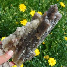 Load image into Gallery viewer, Fossil Bamboo, Large Fossilized Bamboo, Agatized bamboo from Indonesia

