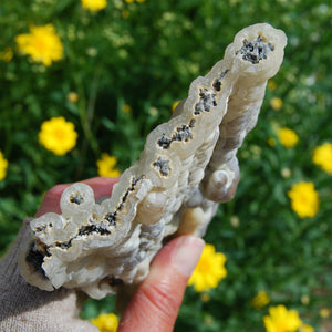 Fossil Bamboo, Large Fossilized Bamboo, Agatized bamboo from Indonesia