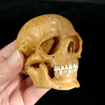 Master Carved Wood Skull with Ox Bone Teeth Realistic