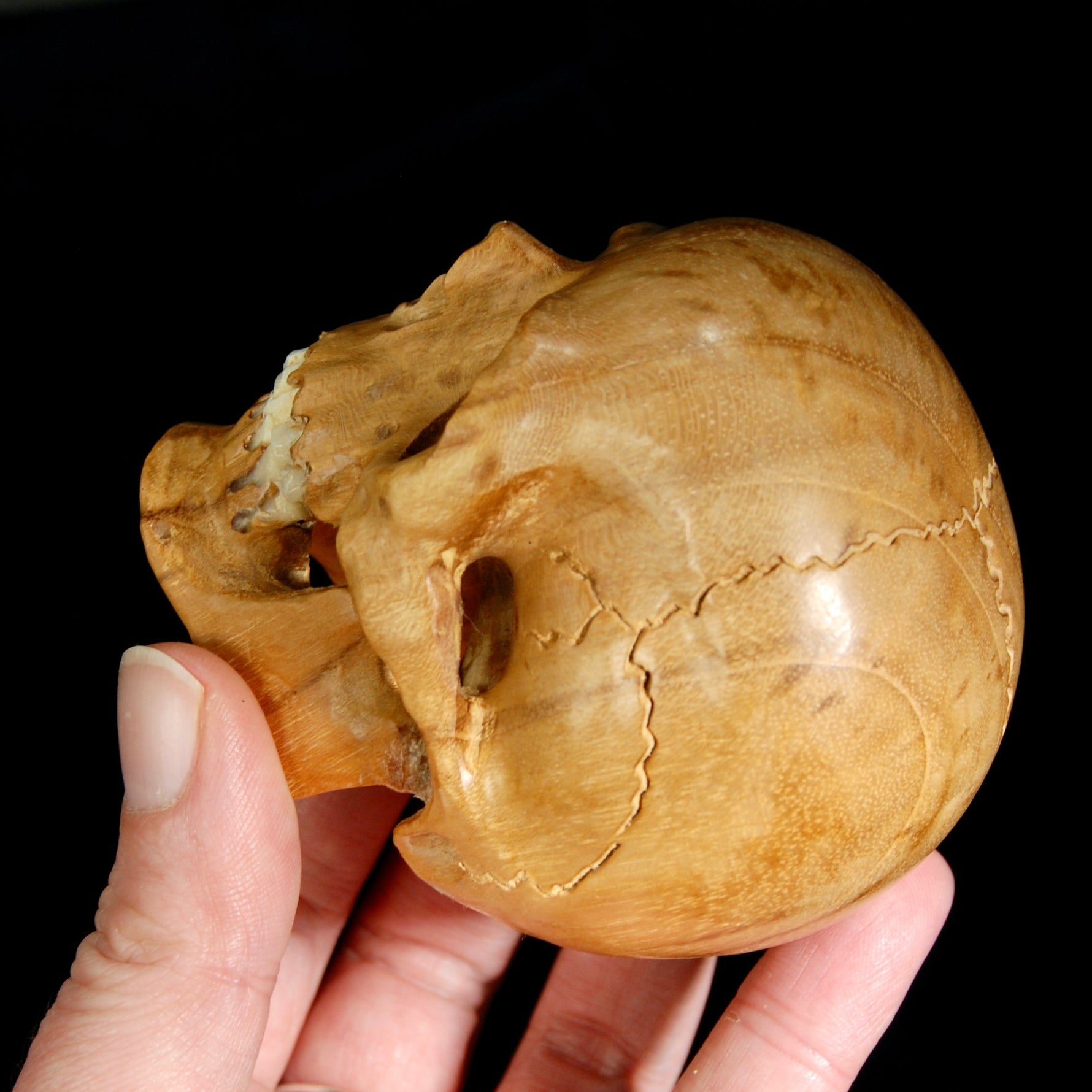 Master Carved Wood Skull with Ox Bone Teeth Realistic