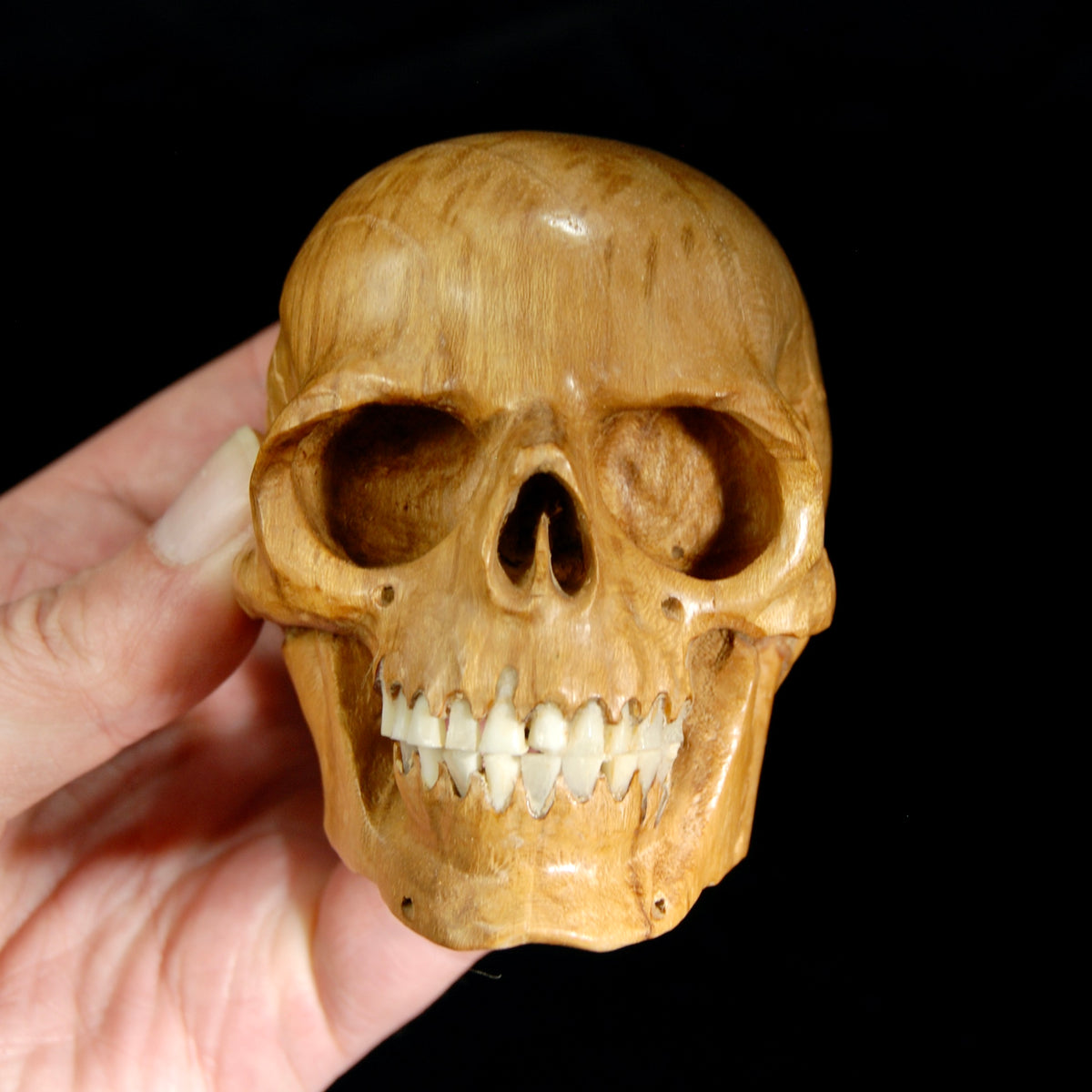 Master Carved Wood Skull with Ox Bone Teeth Realistic