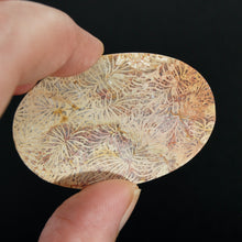 Load image into Gallery viewer, Fossilized Coral Cabochon, Intricate Fossil Oval Cab
