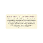 Eternal Light: 55 Guidance Cards For All That You Are 