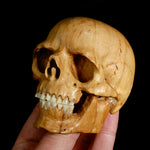 Master Carved Wood Skull with Ox Bone Teeth Realistic
