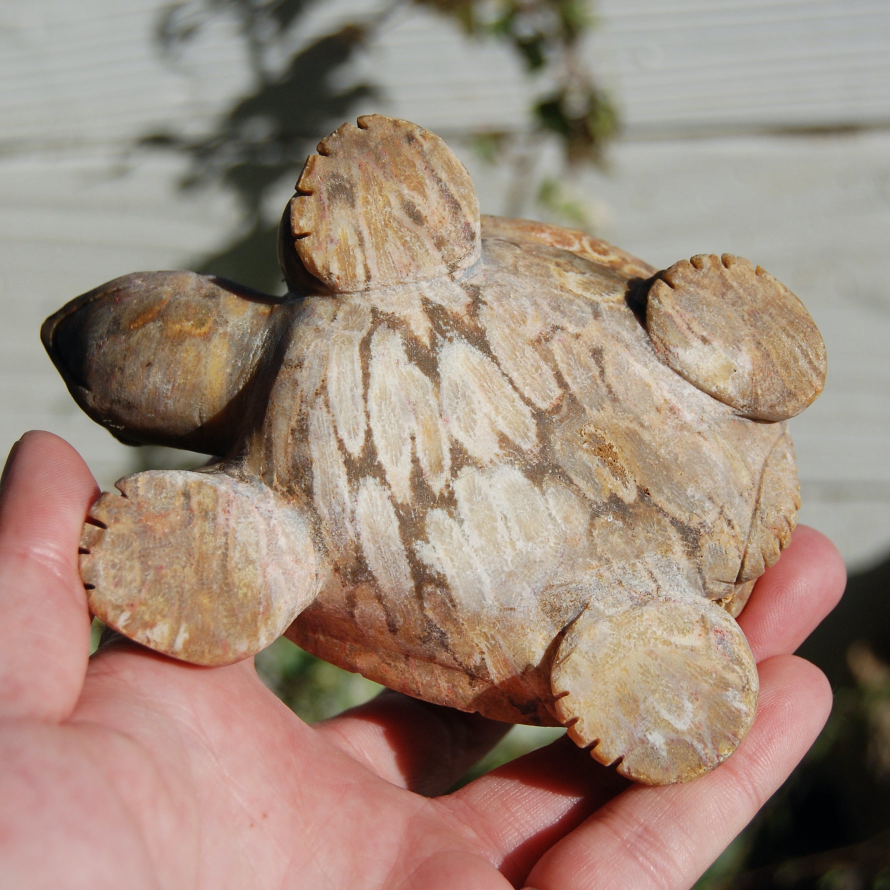 Master Carved Fossil Coral Crystal Turtle Realistic