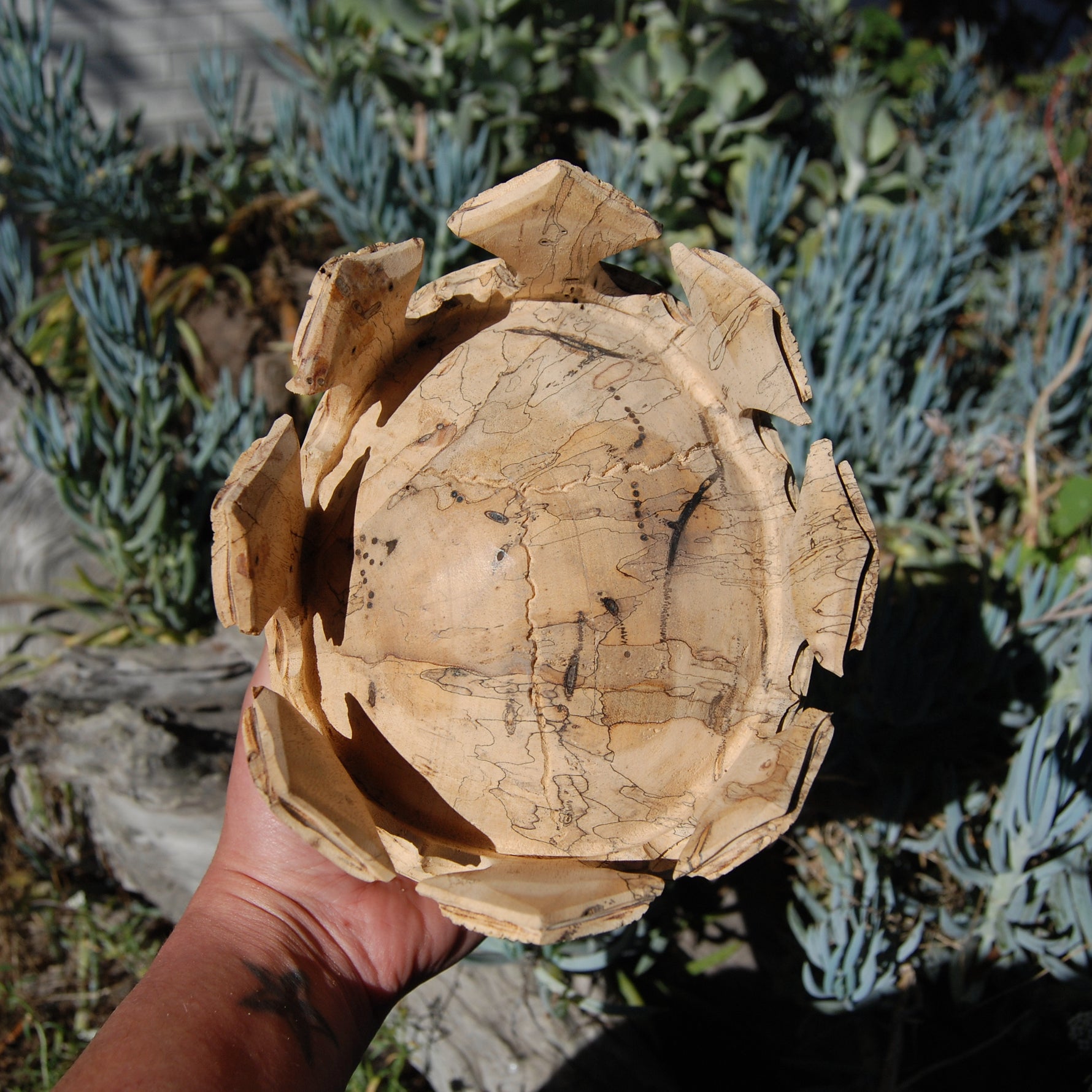 Carved Human Skull with Crown in Wood with Bone Teeth