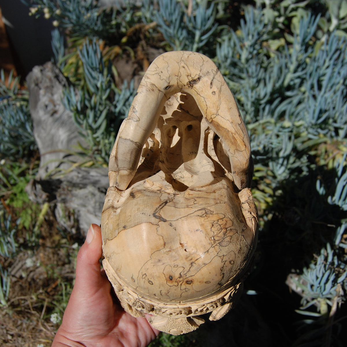 Carved Human Skull with Crown in Wood with Bone Teeth
