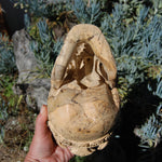 Carved Human Skull with Crown in Wood with Bone Teeth