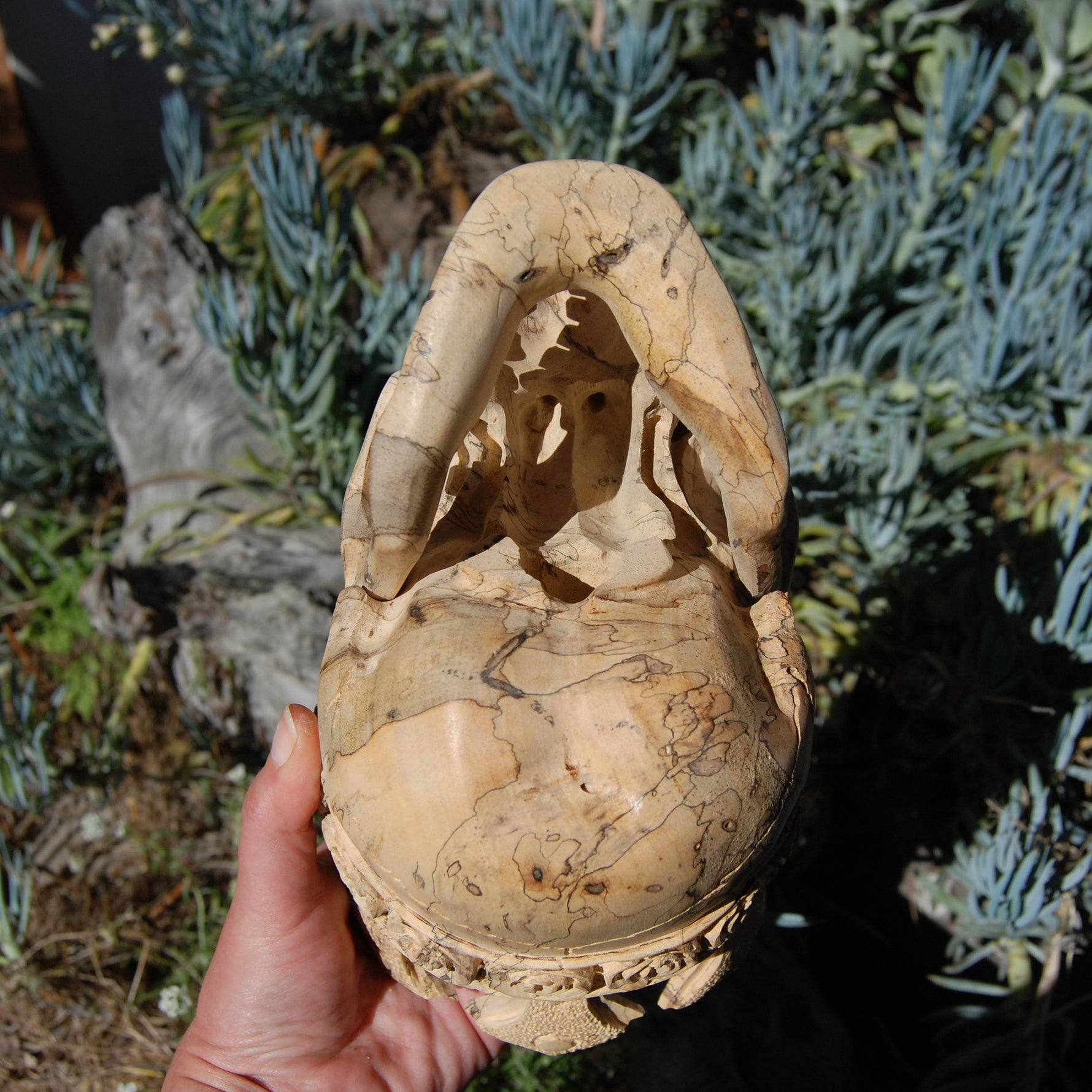 Carved Human Skull with Crown in Wood with Bone Teeth
