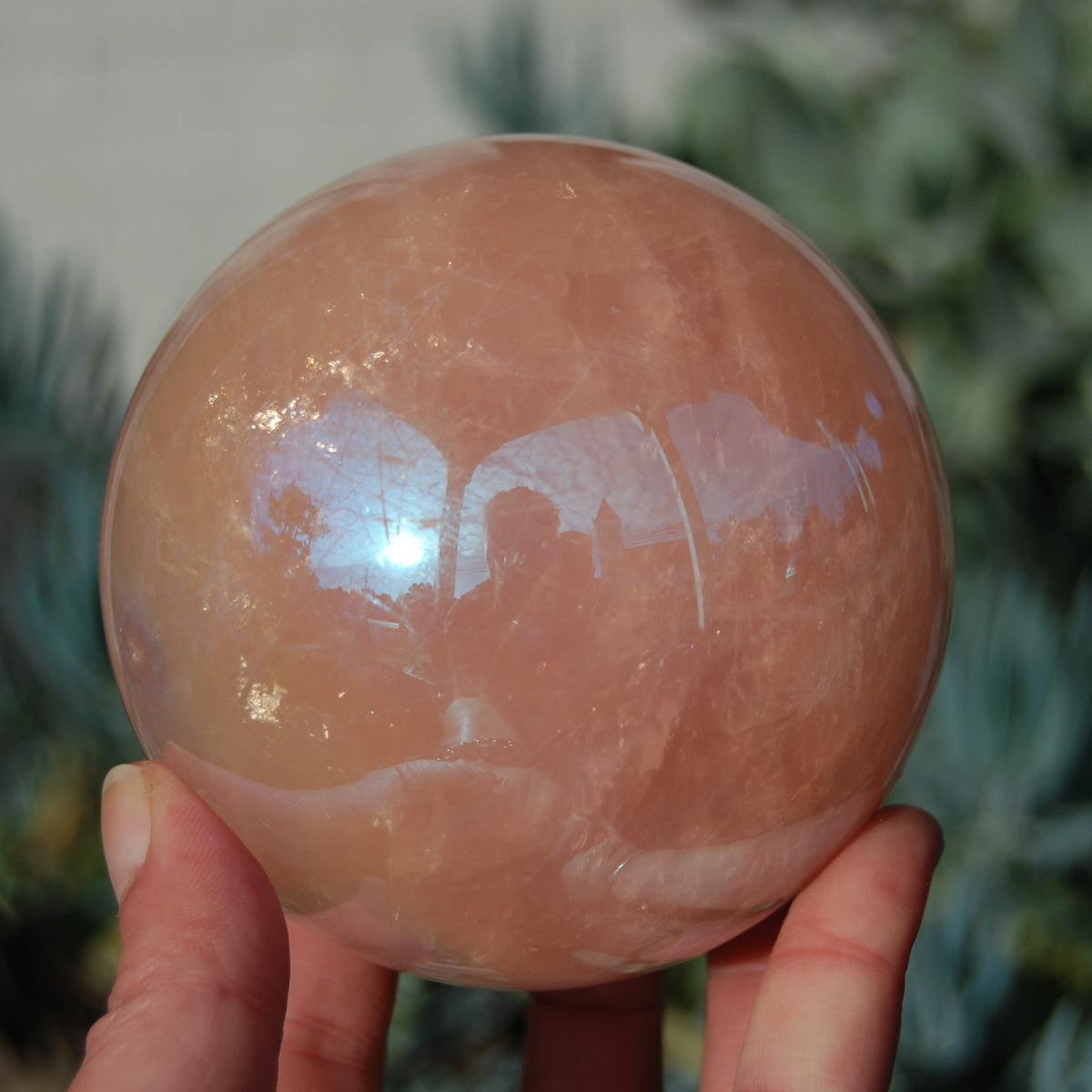 HUGE Aura Star Rose Quartz Crystal Sphere