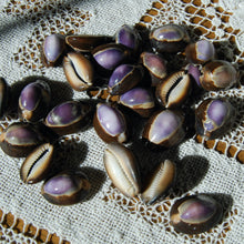 Load image into Gallery viewer, Purple Top Snakehead Cowrie Shells Cypraea Caputserpentis
