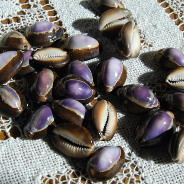 Purple Top Snakehead Cowrie Shells Cypraea Caputserpentis