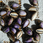 Purple Top Snakehead Cowrie Shells Cypraea Caputserpentis