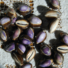 Load image into Gallery viewer, Purple Top Snakehead Cowrie Shells Cypraea Caputserpentis
