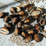 Snakehead Cowrie Shells Cypraea Caputserpentis