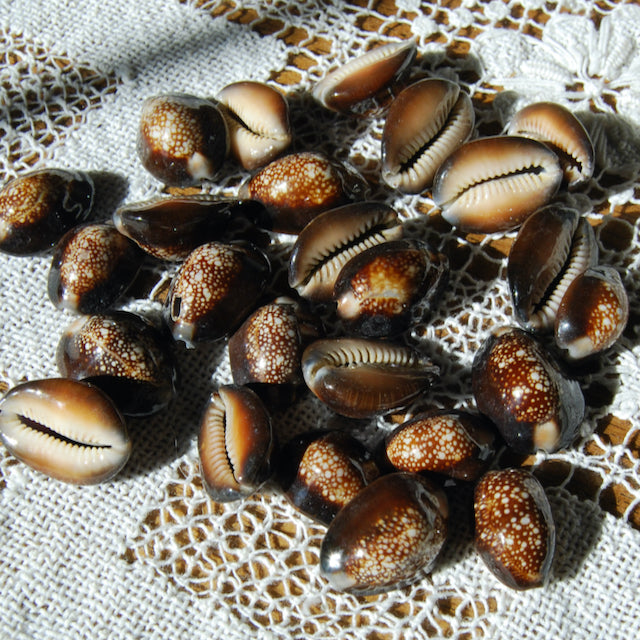 Snakehead Cowrie Shells Cypraea Caputserpentis