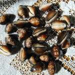 Snakehead Cowrie Shells Cypraea Caputserpentis