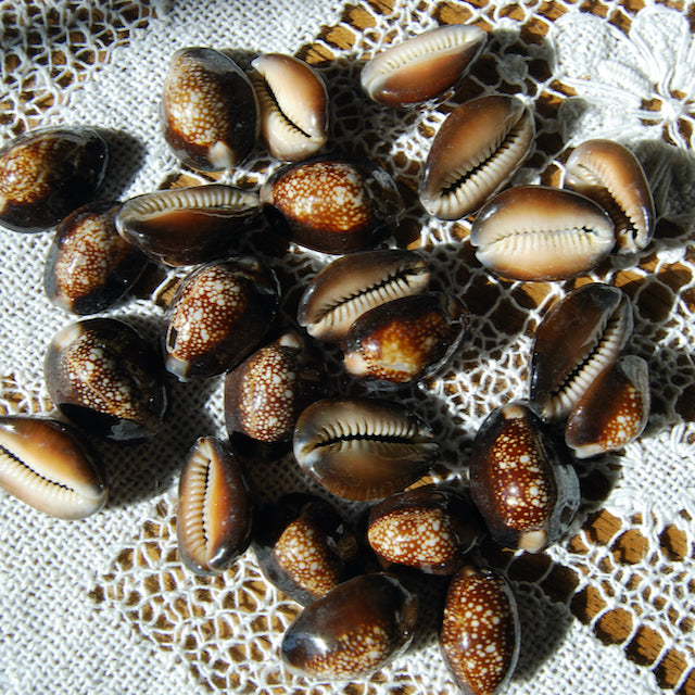 Snakehead Cowrie Shells Cypraea Caputserpentis