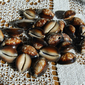 Snakehead Cowrie Shells Cypraea Caputserpentis